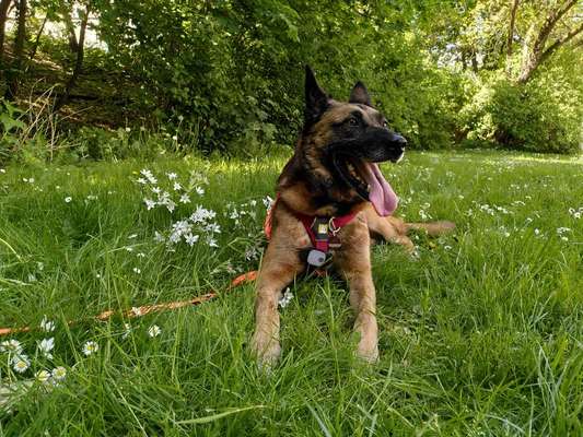 Dogorama Foto Aktion - Dein Hund im Dogorama Büro-Beitrag-Bild