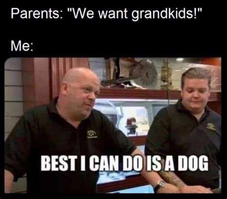 Hunde Memes-Beitrag-Bild