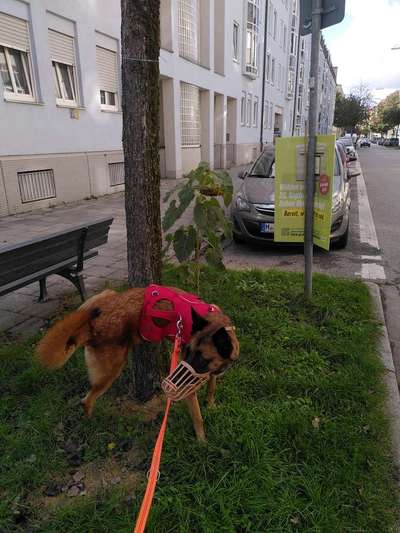 Dogorama Foto Aktion - Dein Hund im Dogorama Büro-Beitrag-Bild