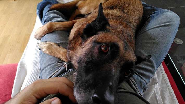 Vertrauen zwischen Hund und Halter-Beitrag-Bild