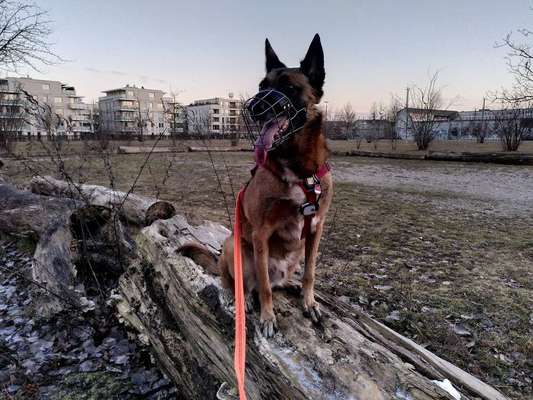 Alles rund um den Schäferhund, diskutieren erwünscht.-Beitrag-Bild