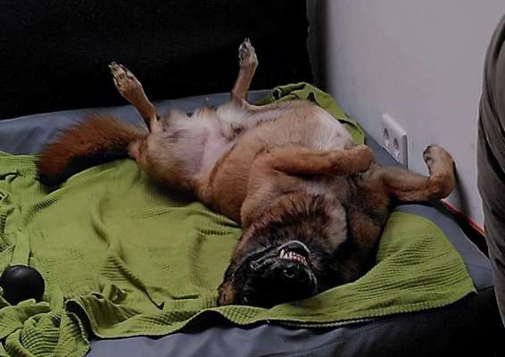 Hunde Memes-Beitrag-Bild