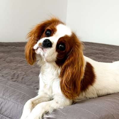 Hundetreffen-Spielpartner-/in gesucht-Bild