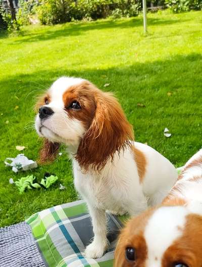 Hundetreffen-Spielkamerad gesucht-Bild