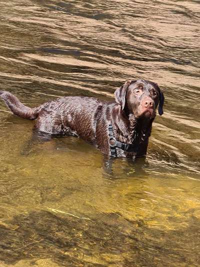 Challenge 23 : "  Euer Hund beim Frühlingserwachen "-Beitrag-Bild