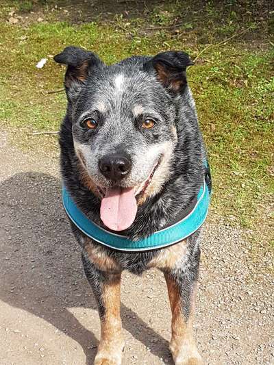 Australian Cattle Dog-Beitrag-Bild