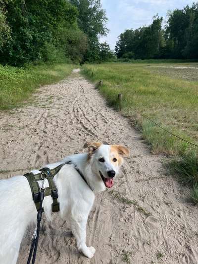 Hundetreffen-Training, Spazierengehen, Spielen-Bild