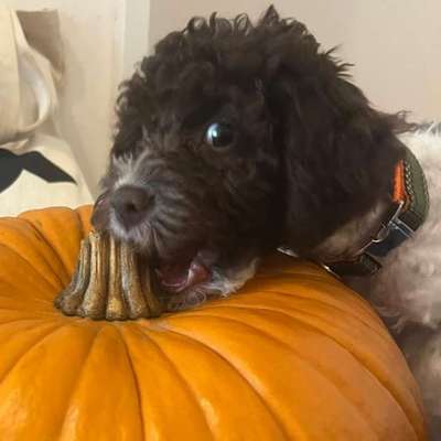 Hundetreffen-Welpen für gemeinsame Treffen gesucht-Profilbild