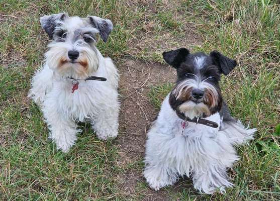 Zwergschnauzer-Beitrag-Bild