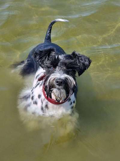 Zwergschnauzer gesucht-Beitrag-Bild