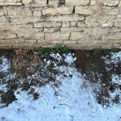 Giftköder-Giftköderverdacht-Bild