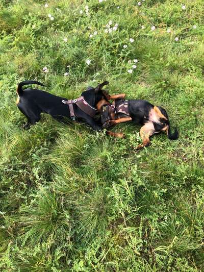 Wo sind die Zwergpinscher?-Beitrag-Bild