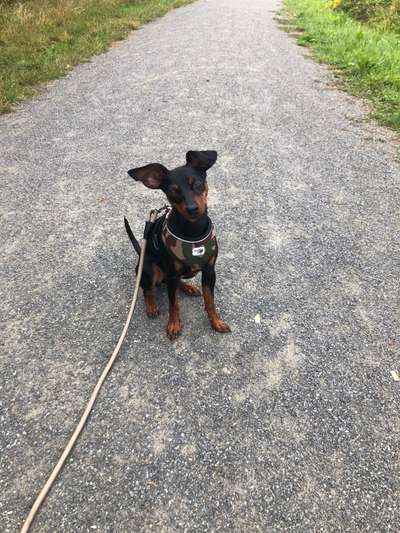 Wo sind die Zwergpinscher?-Beitrag-Bild