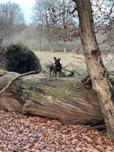 Wald Bild-Beitrag-Bild