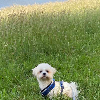 Hundetreffen-Gassi Kumpel gesucht am besten in seinem Alter-Bild