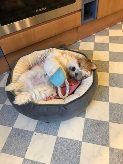 Welpen Bilder !-Beitrag-Bild