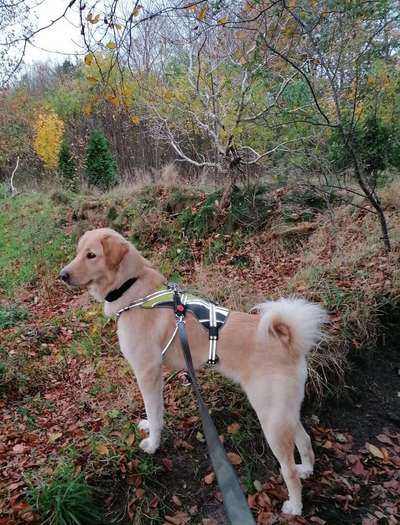 Hovawart-Beitrag-Bild