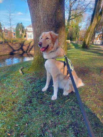 Mischlingshunde Foto Aufruf-Beitrag-Bild