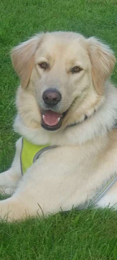 Mischlingshunde Foto Aufruf-Beitrag-Bild