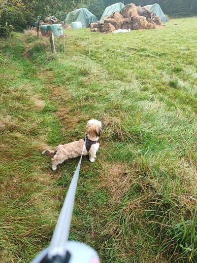 Hundetreffen-Hunde treffen Shih Tzu oder klein bis Mittelgroß-Bild