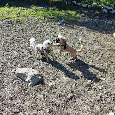 Hundetreffen-Spielrunde mit Emma Wesel-Bild
