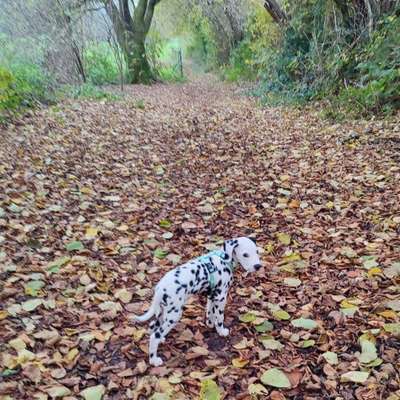 Hundetreffen-Welpen treffen in Solingen-Bild