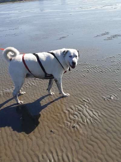 Seltene Rassen!-Beitrag-Bild