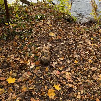 Giftköder-Toter Hund am Seeufer-Bild