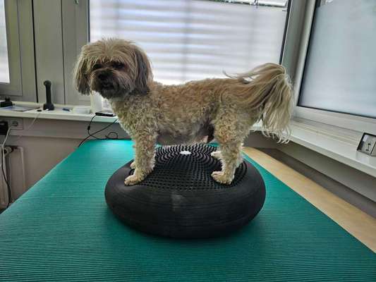 Mischlinge raten - Rätselspaß-Beitrag-Bild