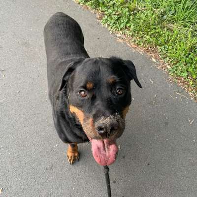 Hundetreffen-Gemeinsames Spazieren für Hundesozialisierung