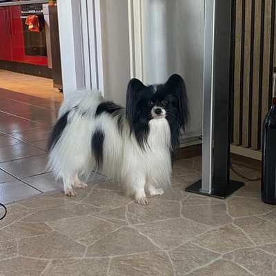 Wo sind die Papillon Besitzer?-Beitrag-Bild