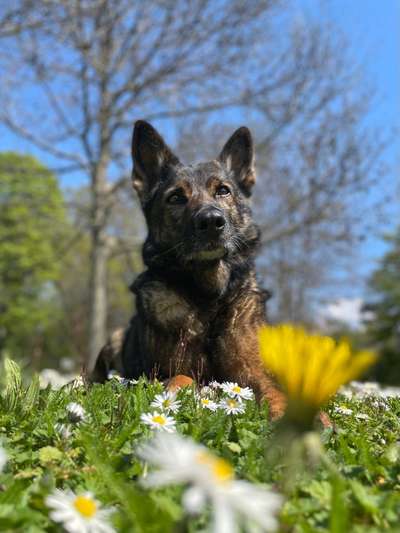 Fotochallenge No. 26                                     Wald und Wiese-Beitrag-Bild