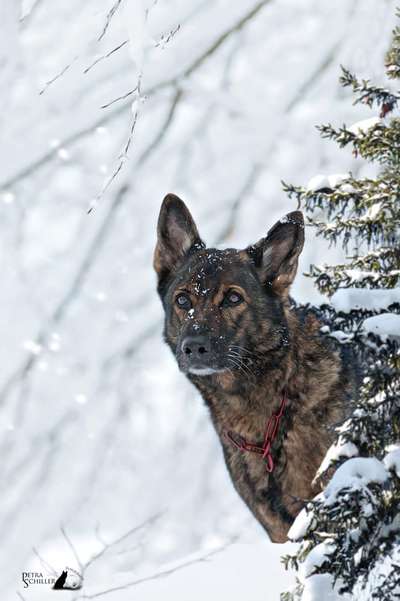 Zeigt die schönsten Schneebilder von eurer Fellnase ❄️-Beitrag-Bild