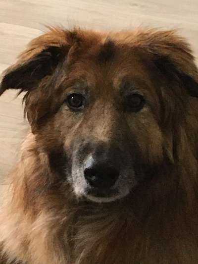 Fotochallenge Nr. 56 - geliebte Senioren-Beitrag-Bild