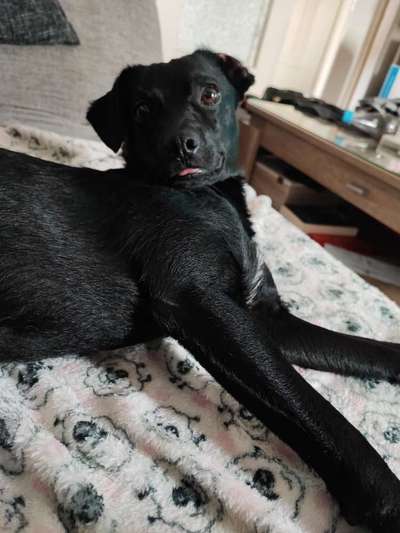 Patterdale Terrier-Beitrag-Bild