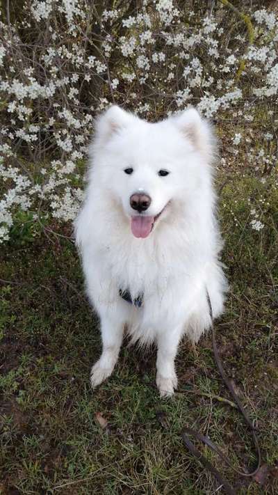 Die Dogorama Kalender Challenge 4/4-Beitrag-Bild