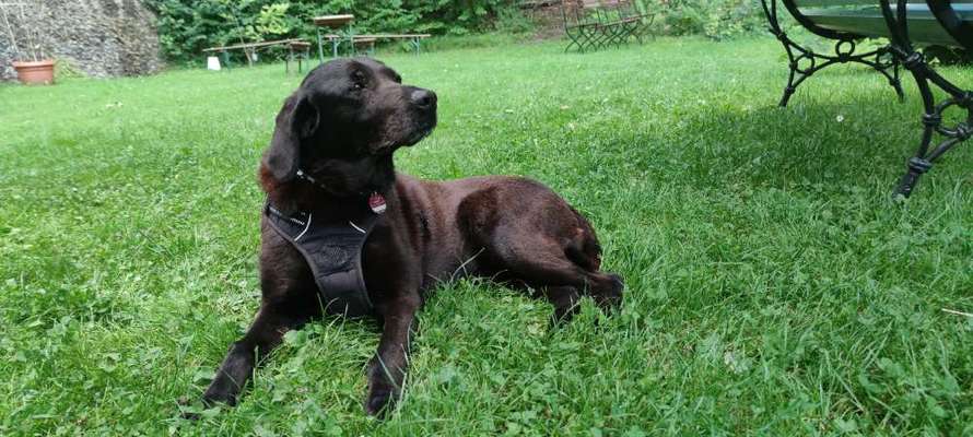 Wie "jung" haben sich eure Hunde gehalten ?-Beitrag-Bild