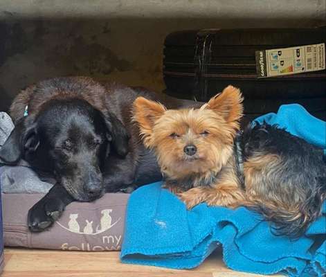 Die Dogorama Wochen Challenge "Friends will be Friends"-Beitrag-Bild