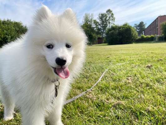 Die Dogorama-Wochen-Challenge "Die schönste Grimasse"-Beitrag-Bild