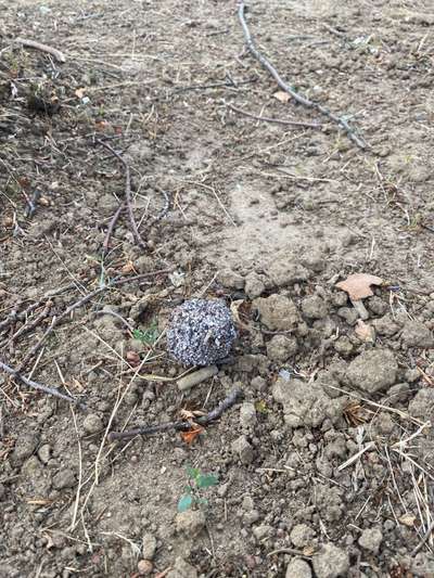 Giftköder-Beitrag-Bild