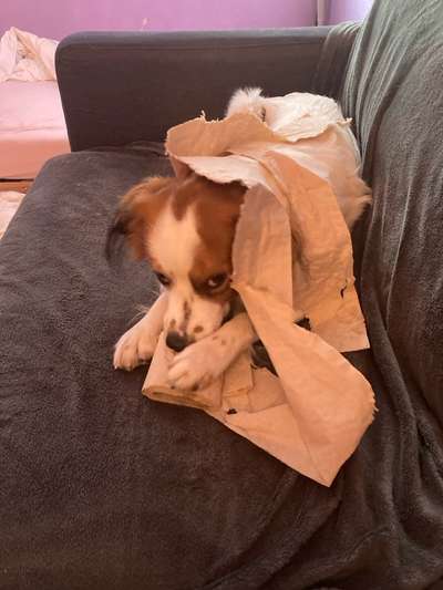 Intrinsische Motivation - Leinenführigkeit?-Beitrag-Bild