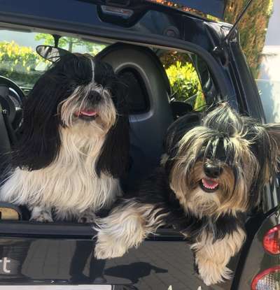 FOTOCHALLENGE 70 - Dein Hund im Auto-Beitrag-Bild