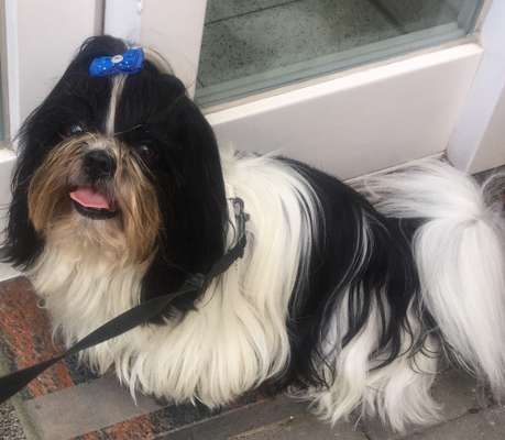 Shih Tzu-Beitrag-Bild