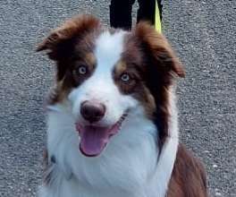 Dogorama Photo Challenge - Details Ganz nah-Beitrag-Bild