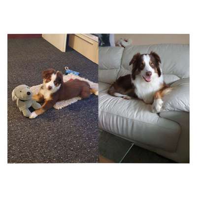 Vom Welpen zum Hund-Beitrag-Bild