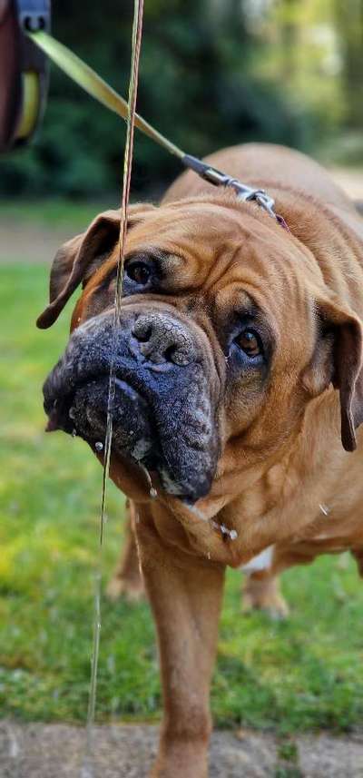 Bordeaux Dogge-Beitrag-Bild