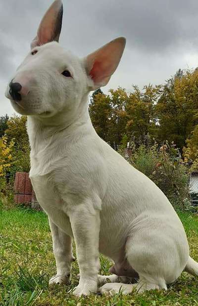 Dogorama Photo Challenge - Hundeblick zum hinschmelzen-Beitrag-Bild