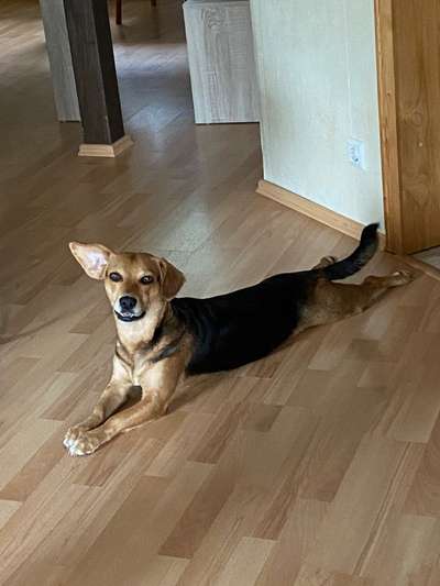 Die Dogorama Kalender Challenge Titelbild-Beitrag-Bild