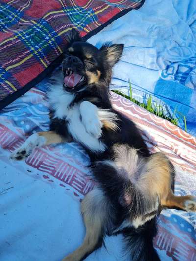 Die Dogorama Wochen Challenge: “Dein Hund im Urlaub”-Beitrag-Bild