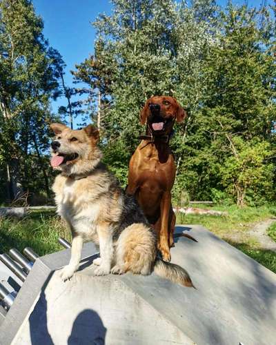 Mischlingshunde Foto Aufruf-Beitrag-Bild